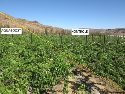 An image showing the difference between sampled of grape vines